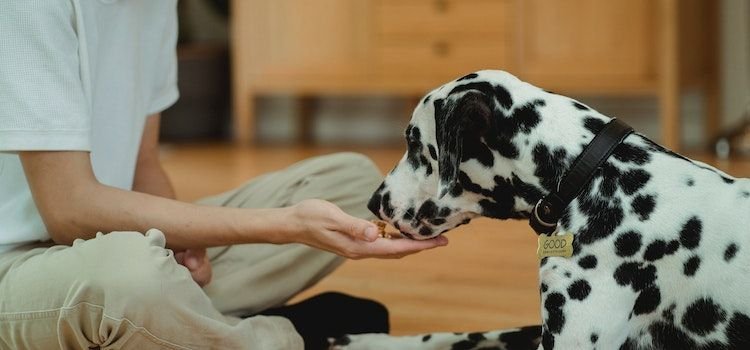 Best Elevated Pet Feeder