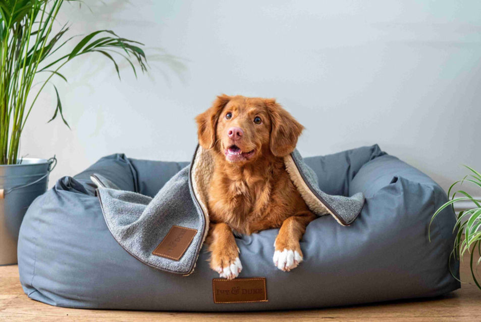 The Comprehensive Guide to Selecting the Best Bed for Your Dog with Incontinence