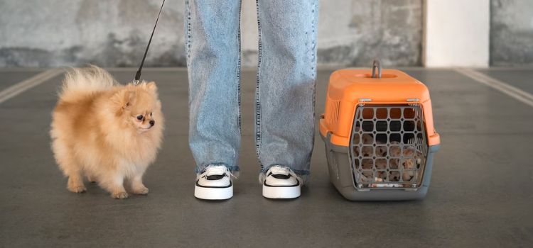 Best Pet Carrier for Dogs 1