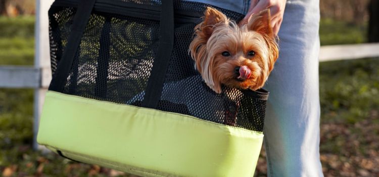 Best Pet Carrier for Dogs Ensuring Comfort and Safety During Travel