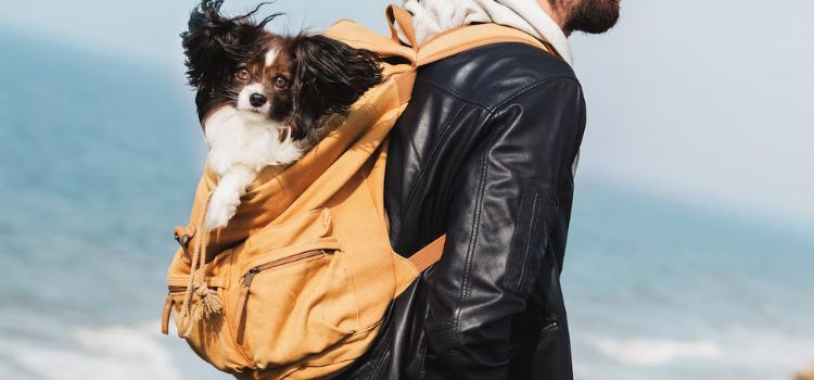 Best Pet Carrier for Dogs