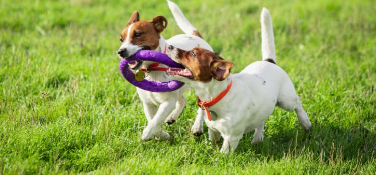 Best Toys for Herding Dogs Keeping Your Pup Active and Happy