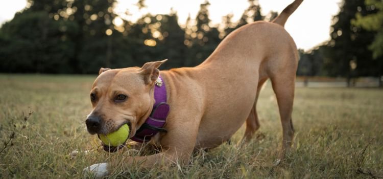 Best Toys for Herding Dogs