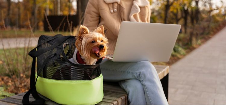 Exploring the Convenience of the Best Pet Carrier Backpacks