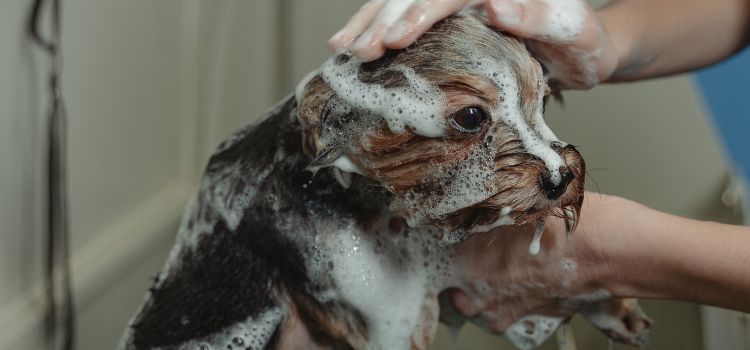 How to Dilute Dog Shampoo A Comprehensive Handbook