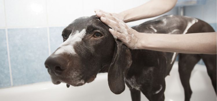 The Best Soap-Free Dog Shampoo A Gentle Clean for Your Furry Friend