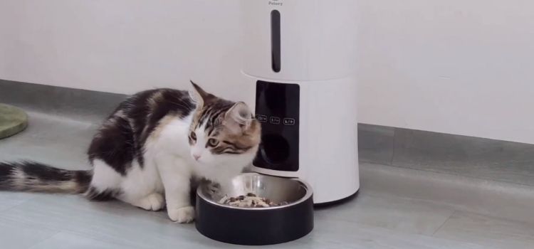Best Automatic Pet Feeder for Cats