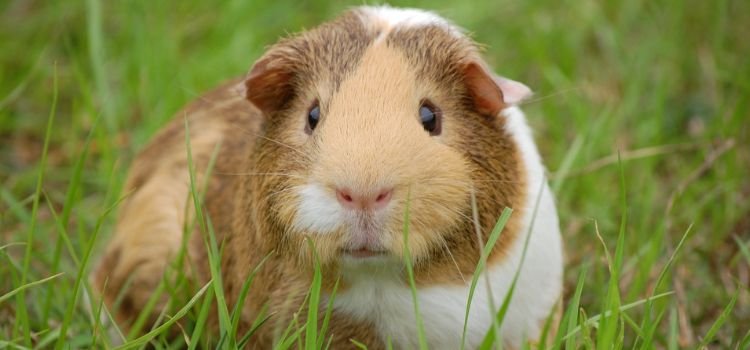 Can You Use Dog Shampoo on Guinea Pigs 1