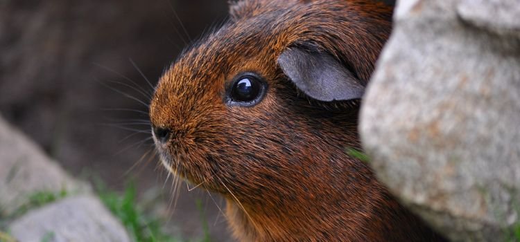 Can You Use Dog Shampoo on Guinea Pigs 2