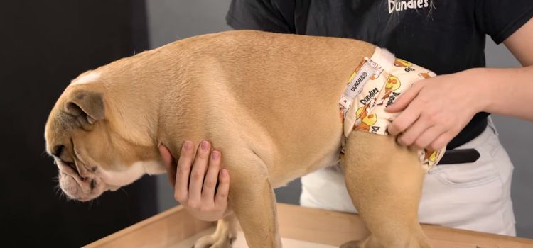 Dog Diapers for Dogs with No Tail A Tailored Solution