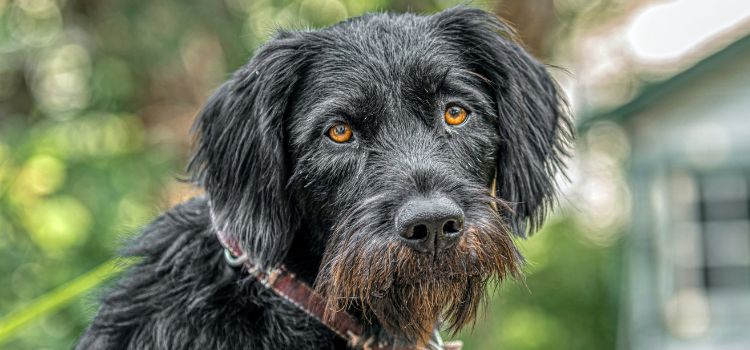 The Ultimate Guide to Finding the Best Dog Shampoo for Wirehaired Breeds