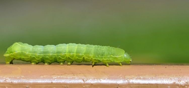 Are Hornworms Poisonous to Dogs