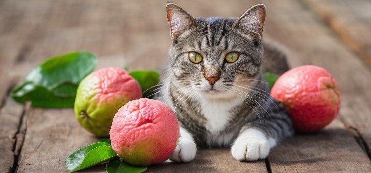 A cat and some fruits