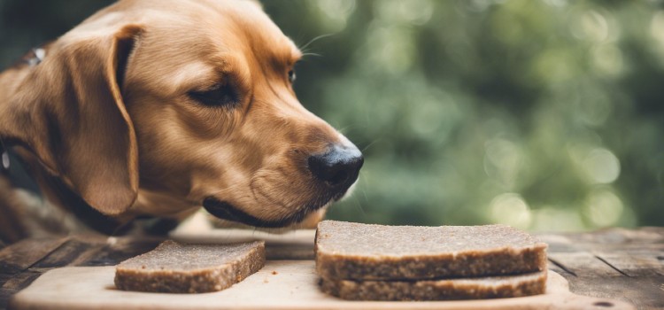 Can Dogs Eat Scrapple Discover the Risks and Benefits