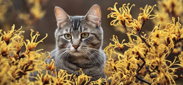 Is Witch Hazel Toxic to Cats Protect Your Feline Friends