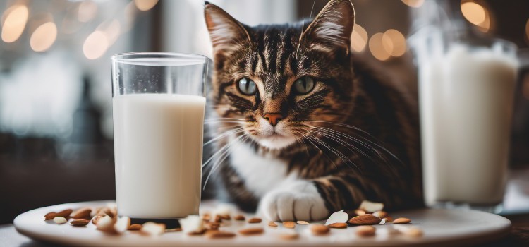 Can Cats Have Vanilla Almond Milk Unraveling the Feline Delight