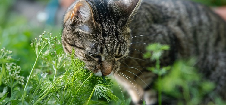Can Cats Eat Fennel 1