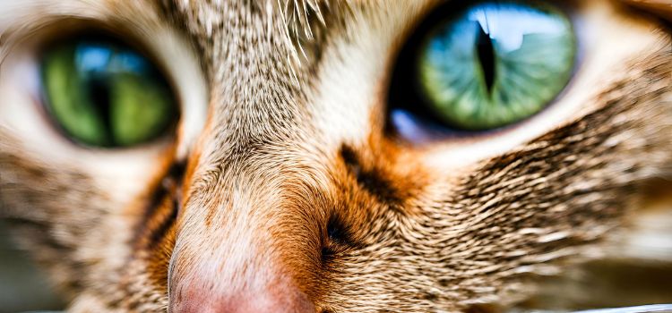 How to Get Rid of Fleas around Cats Eye