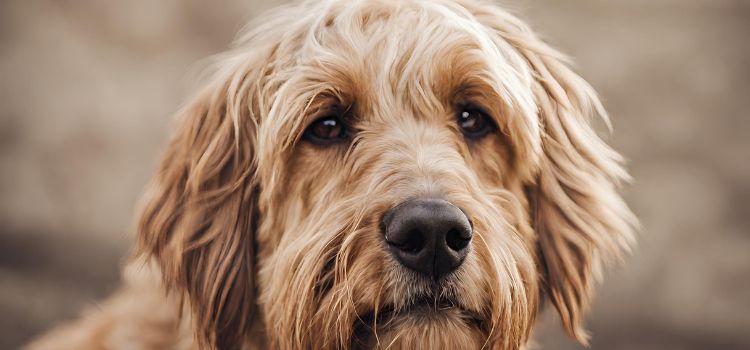 How to Keep Your Dog's Beard from Smelling Practical Tips
