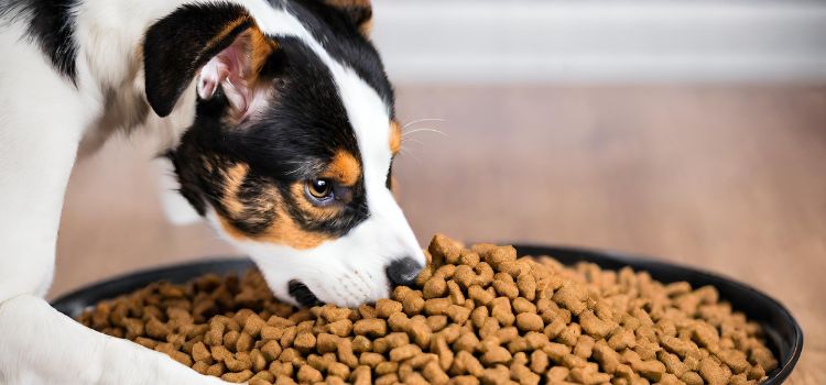 Is There a Dog Food That Tastes Like Cat Food Find the Answer!