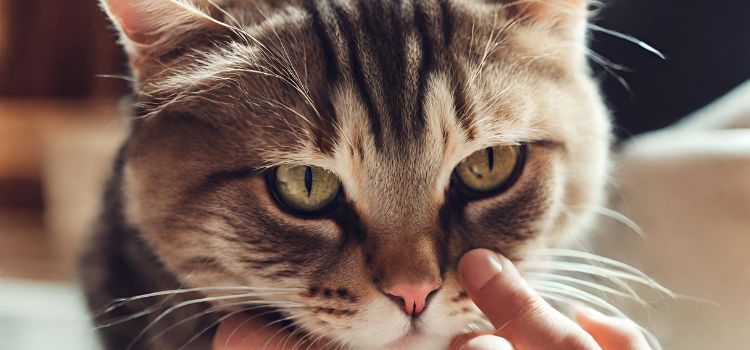 Cat Burying Face in Hand Understanding Feline Behavior