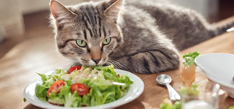 What's a Cat's Favorite Salad Dressing Discover Puurfect Choice!