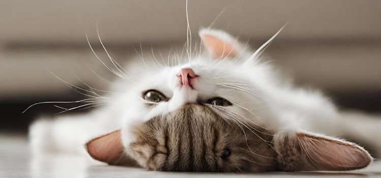 Why Do Cats Turn Their Heads Upside Down Answer Revealed!