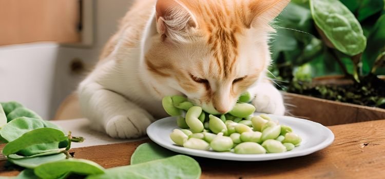 Can Cats Eat Lima Beans Safe or Risky Snack Revealed